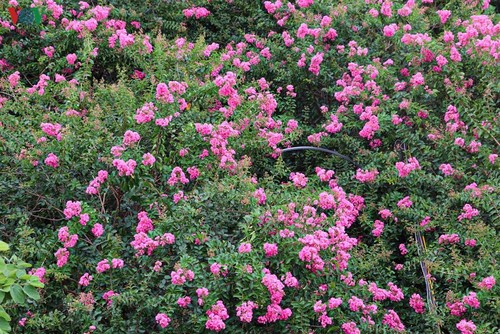 Lạc vào “khu vườn cổ tích” rực rỡ sắc hồng tường vi ở Hà Nội - ảnh 7
