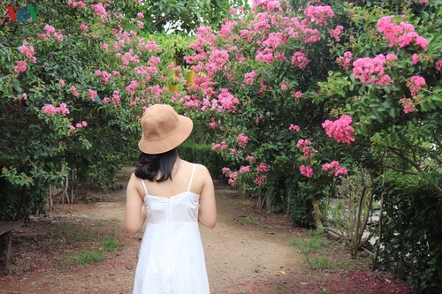 Lạc vào “khu vườn cổ tích” rực rỡ sắc hồng tường vi ở Hà Nội - ảnh 8