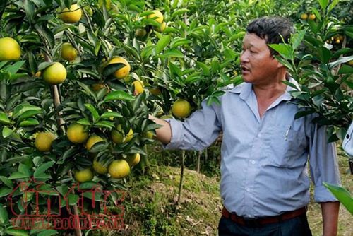 Hung Yên, une orangeraie à ciel ouvert - ảnh 2