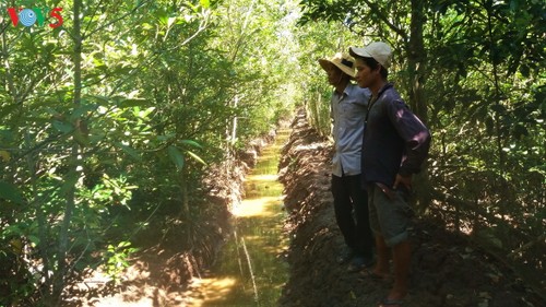 Soc Trang : planter des forêts littorales pour mieux s’adapter au changement climatique - ảnh 1
