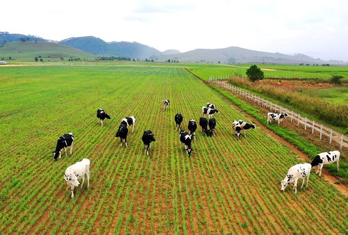 Le Vietnam souhaite adapter sa filière élevage au changement climatique - ảnh 1