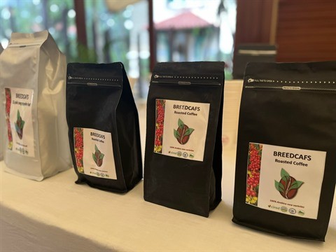 La France soutient le renouveau de la caféiculture dans le Nord-Ouest Vietnam - ảnh 2