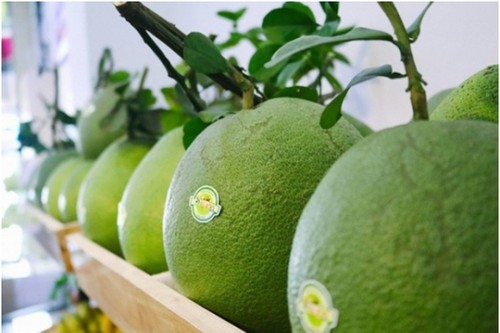 Le Vietnam exporte son premier lot de pomelos vers les États-Unis - ảnh 1