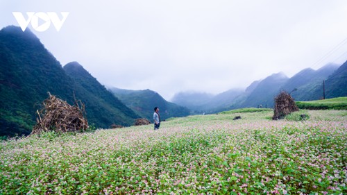 Mùa thu lên Hà Giang “hẹn hò” cùng hoa tam giác mạch - ảnh 11