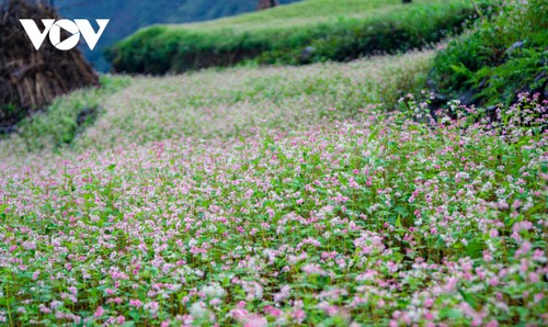 Mùa thu lên Hà Giang “hẹn hò” cùng hoa tam giác mạch - ảnh 15
