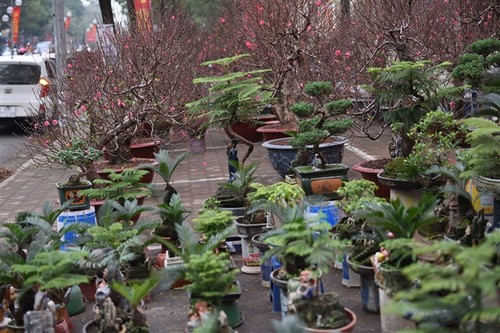Dàn vạn tuế mini bonsai đắt đỏ xuống phố - ảnh 9