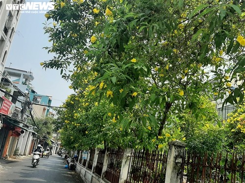 Hoa huỳnh liên vàng rực dưới nắng Sài Gòn - ảnh 4