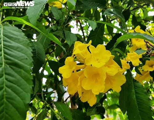 Hoa huỳnh liên vàng rực dưới nắng Sài Gòn - ảnh 5