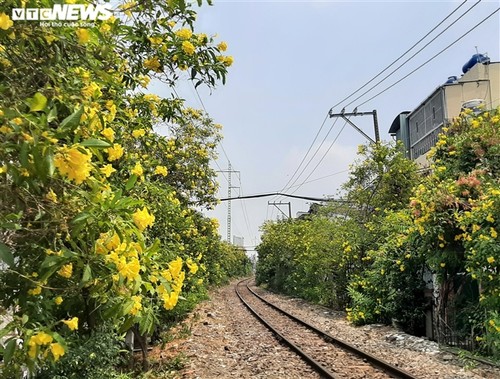 Hoa huỳnh liên vàng rực dưới nắng Sài Gòn - ảnh 1