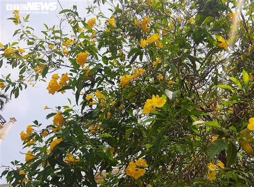 Hoa huỳnh liên vàng rực dưới nắng Sài Gòn - ảnh 7