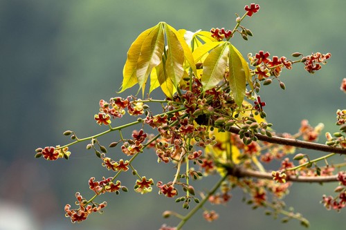 Hồ Gươm lung linh trong sắc loài hoa lạ - ảnh 24
