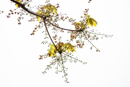 Hồ Gươm lung linh trong sắc loài hoa lạ - ảnh 25