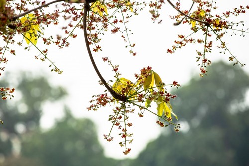 Hồ Gươm lung linh trong sắc loài hoa lạ - ảnh 31