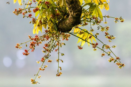 Hồ Gươm lung linh trong sắc loài hoa lạ - ảnh 32