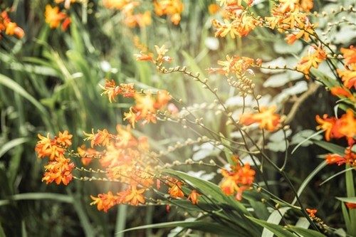 Mênh mông sắc vàng cam của hoa dơn lúa đẹp kiêu sa trên đỉnh Fansipan - ảnh 2