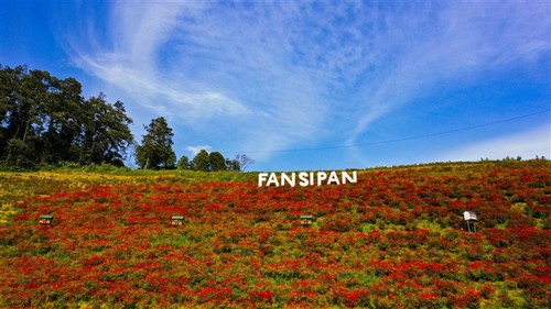 Mênh mông sắc vàng cam của hoa dơn lúa đẹp kiêu sa trên đỉnh Fansipan - ảnh 7