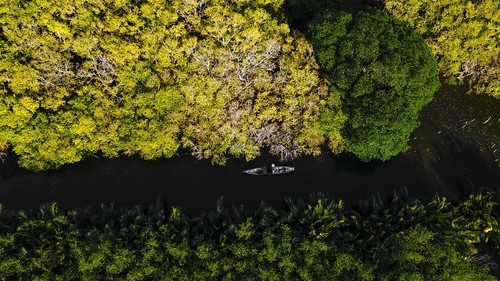 Vẻ đẹp rừng ngập mặn Rú Chá ở Huế mùa thay lá - ảnh 1