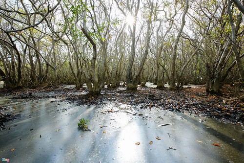 Vẻ đẹp rừng ngập mặn Rú Chá ở Huế mùa thay lá - ảnh 6