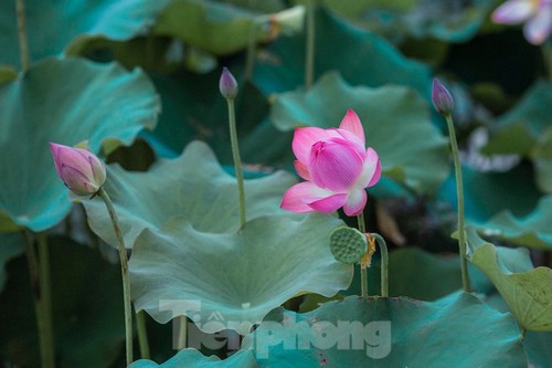 Vẻ đẹp hoa sen tháng 5 ở quê hương Chủ tịch Hồ Chí Minh - ảnh 7