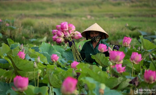 Vẻ đẹp hoa sen tháng 5 ở quê hương Chủ tịch Hồ Chí Minh - ảnh 10