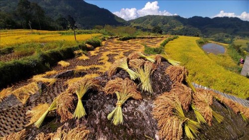 Ngắm những "mùa vàng" rực rỡ khắp Việt Nam - ảnh 4