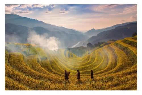 Ngắm những "mùa vàng" rực rỡ khắp Việt Nam - ảnh 13