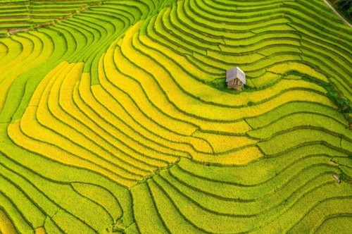 Ngắm những "mùa vàng" rực rỡ khắp Việt Nam - ảnh 9