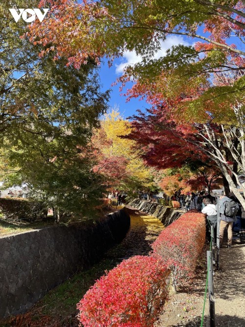Chiêm ngường cảnh sắc mùa thu tuyệt đẹp ở Nhật Bản - ảnh 7