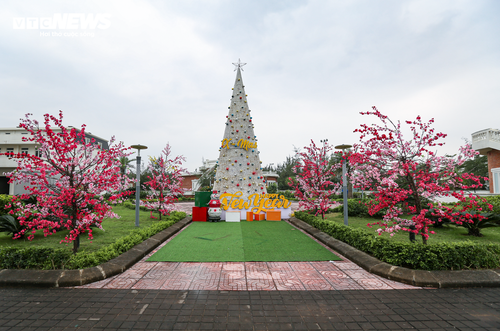 Chiêm ngưỡng cây thông Noel làm từ 100.000 vỏ sò ở Hà Tĩnh - ảnh 8