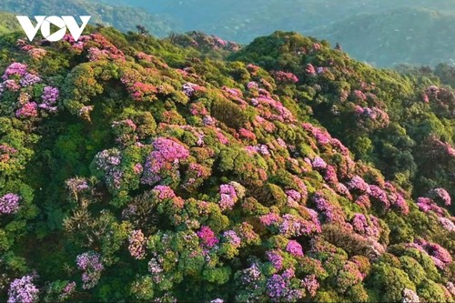 Mê mẩn với rừng hoa Đỗ Quyên trên núi Pu Ta Leng - ảnh 8