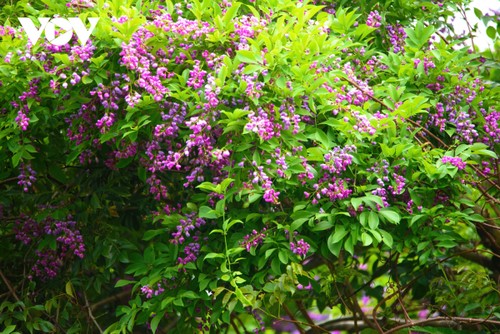 Ngắm mùa hoa Thàn Mát rực rỡ trên bán đảo Sơn Trà - ảnh 9