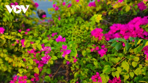 Rực rỡ sắc hoa bên sông Hàn - ảnh 2