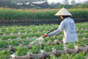 花を栽培する村 サデック村