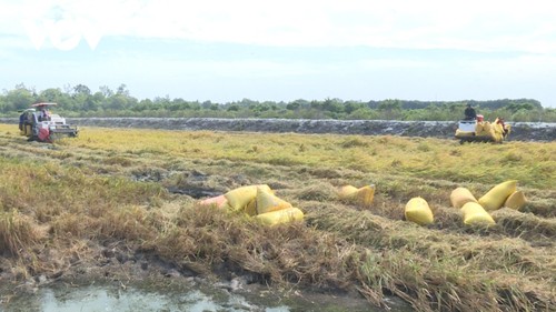 バクリエウ省のエビの養殖池で稲の栽培をする複合経営 - ảnh 1