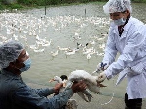 越南与各国合作控制H5N1禽流感疫情 - ảnh 1