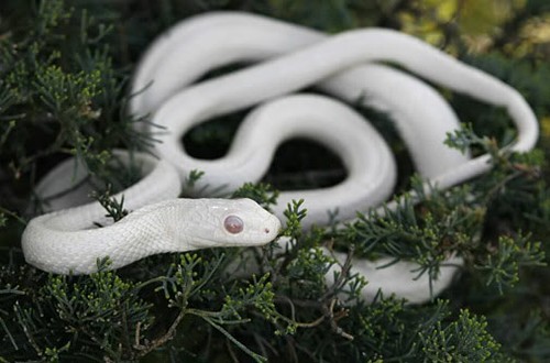越中文化当中蛇的形象 - ảnh 1