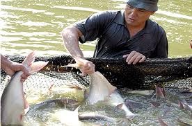 美国对越南查鱼和巴沙鱼征收不合理的反倾销税 - ảnh 1
