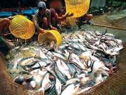 美国新农业法将给越南查鱼出口造成困难 - ảnh 1
