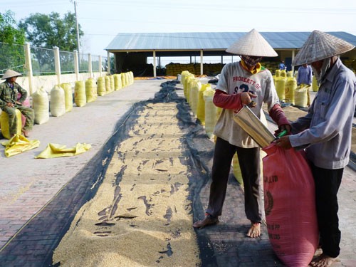 越南积极推动农业投资结构重组 - ảnh 2