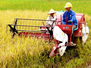 越南积极推动农业投资结构重组 - ảnh 1