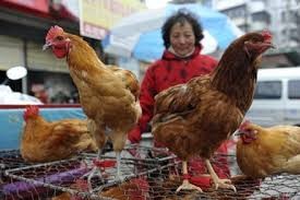 中国的H7N9禽流感未发现人际传染 - ảnh 1