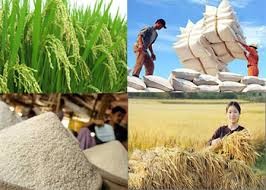 京族人的水稻种植业 - ảnh 1