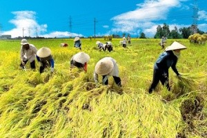 京族人的水稻种植业 - ảnh 3
