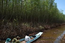 金瓯角国家森林公园被列入《湿地公约国际重要湿地名录》 - ảnh 1