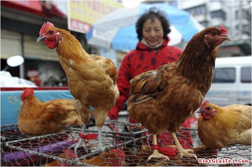 中国人感染H7N9禽流感死亡病例增至20人 - ảnh 1