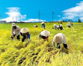 越南农业部门引进高技术、环境友好型项目 - ảnh 1