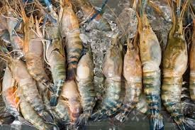 出口美国的越南冷冻虾被征收两种毫无道理的税收 - ảnh 1