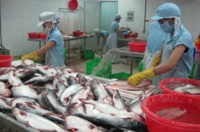 美国商务部再度对越南茶鱼和巴沙鱼征收高额税率 - ảnh 1