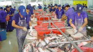 越南反对美国商务部再度对越南茶鱼和巴沙鱼征收高额税率 - ảnh 1