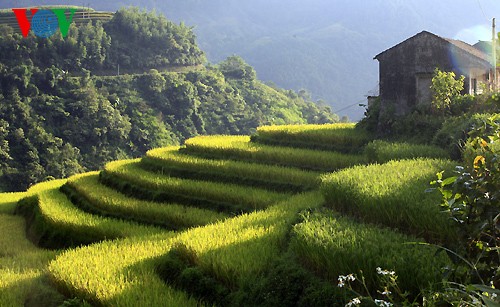 越南北方山区的梯田耕作文化 - ảnh 3